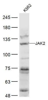 JAK2 Rabbit Polyclonal Antibody