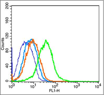 CD44V6/HCAM Rabbit Polyclonal Antibody