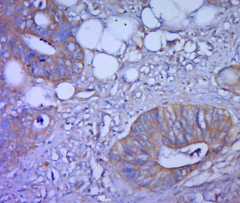 Jagged1/CD339 Rabbit Polyclonal Antibody