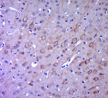 GPR49/LGR5 Rabbit Polyclonal Antibody