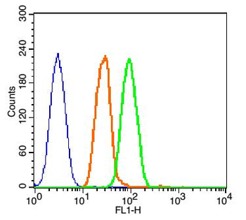 Beta catenin Rabbit Polyclonal Antibody