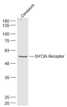 5HT2A Receptor Rabbit Polyclonal Antibody