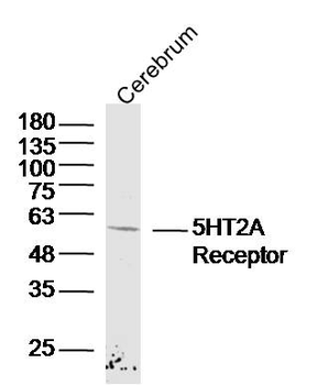 5HT2A Receptor Rabbit Polyclonal Antibody