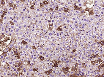 AMPK alpha-1 Mouse Monoclonal Antibody
