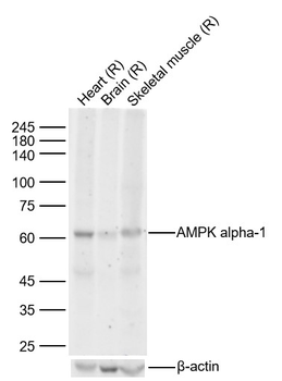 AMPK alpha-1 Mouse Monoclonal Antibody