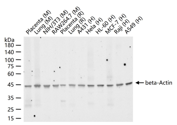 Beta-Actin Mouse Monoclonal Antibody (Loading Control)