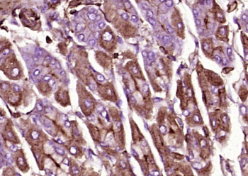 Beta-Actin Mouse Monoclonal Antibody (Loading Control)