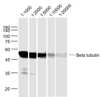 Beta tubulin Mouse Monoclonal Antibody (Loading Control)