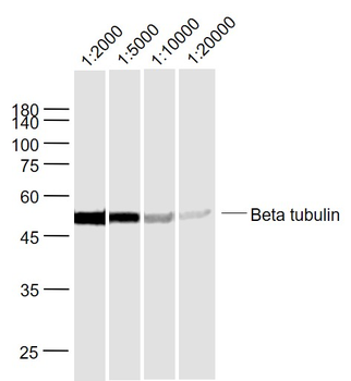 Beta tubulin Mouse Monoclonal Antibody (Loading Control)