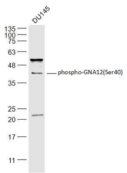 Phospho-GNA12 (Ser40) Rabbit Polyclonal Antibody