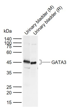 GATA3 Rabbit Polyclonal Antibody