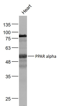 PPAR alpha Rabbit Polyclonal Antibody