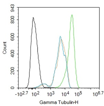Gamma Tubulin Mouse Monoclonal Antibody