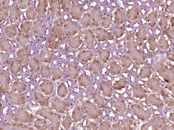 HRSP12 Rabbit Polyclonal Antibody