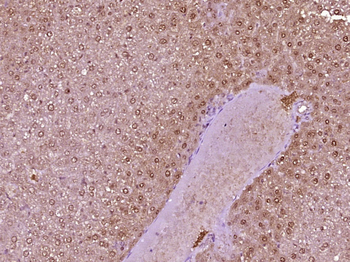 HRSP12 Rabbit Polyclonal Antibody