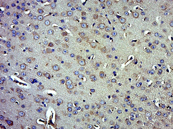 Beclin 1 Mouse Monoclonal Antibody