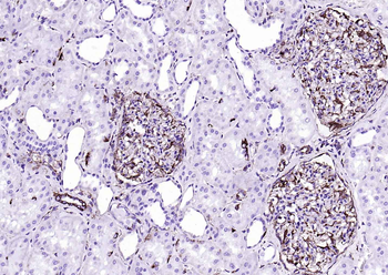 Vimentin Mouse Monoclonal Antibody