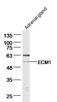 ECM1 Rabbit Polyclonal Antibody