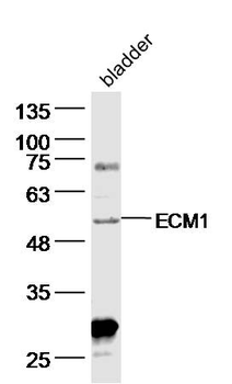ECM1 Rabbit Polyclonal Antibody