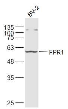 FPR1 Rabbit Polyclonal Antibody