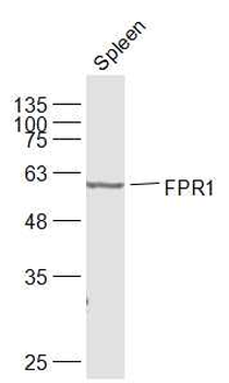FPR1 Rabbit Polyclonal Antibody