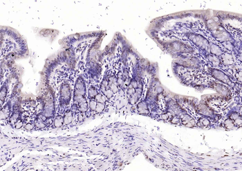 Histone H4 Rabbit Polyclonal Antibody
