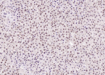 Histone H4 Rabbit Polyclonal Antibody