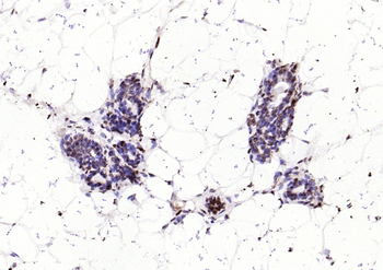 Histone H4 Rabbit Polyclonal Antibody