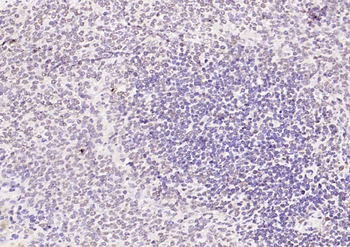 Histone H4 Rabbit Polyclonal Antibody