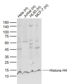 Histone H4 Rabbit Polyclonal Antibody