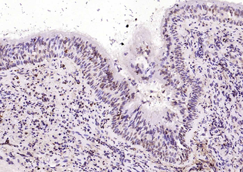 Histone H4 Rabbit Polyclonal Antibody