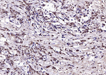 Histone H4 Rabbit Polyclonal Antibody