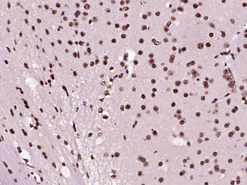 Histone H4 Rabbit Polyclonal Antibody