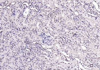 Histone H4 Rabbit Polyclonal Antibody
