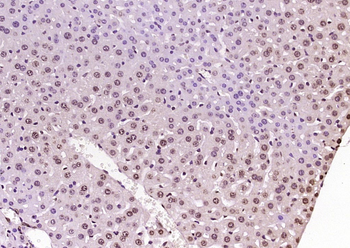 Histone H4 Rabbit Polyclonal Antibody