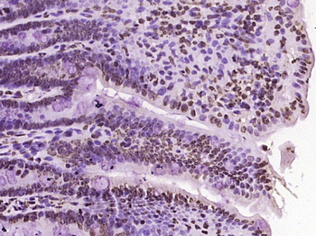 Histone H4 Rabbit Polyclonal Antibody