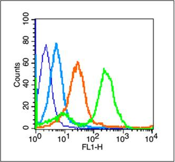 Beta Amyloid 31-35 Rabbit Polyclonal Antibody