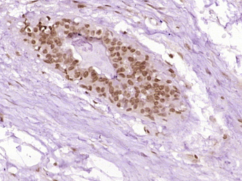 STAT3 Rabbit Polyclonal Antibody