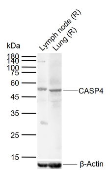 CASP4 Rabbit Polyclonal Antibody