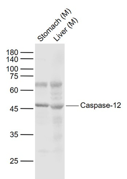 Caspase-12 Rabbit Polyclonal Antibody