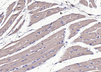 GDF8 Rabbit Polyclonal Antibody