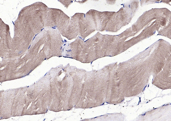 GDF8 Rabbit Polyclonal Antibody