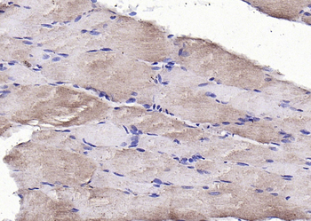 GDF8 Rabbit Polyclonal Antibody