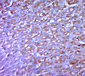 GDF8 Rabbit Polyclonal Antibody