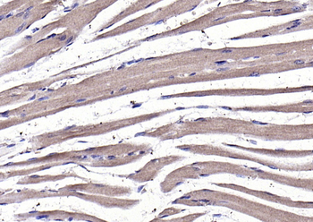 GDF8 Rabbit Polyclonal Antibody
