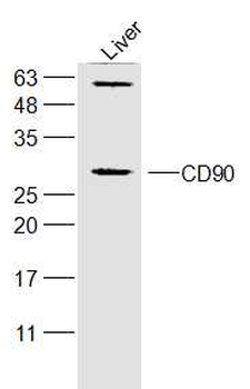 CD90/Thy-1 Rabbit Polyclonal Antibody