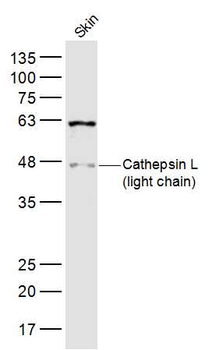 Cathepsin L (light chain) Rabbit Polyclonal Antibody