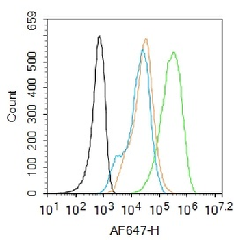 CCR-2 Rabbit Polyclonal Antibody