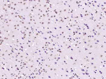 CREB-1 Mouse Monoclonal Antibody