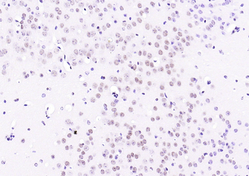 CREB-1 Mouse Monoclonal Antibody